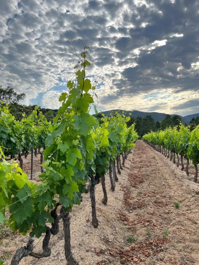 Le Plan-de-la-Tour Domaine Au Coeur Des Vignes - Bastidon Raimu 아파트 외부 사진